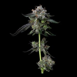 Four Prophets by DNA Genetics