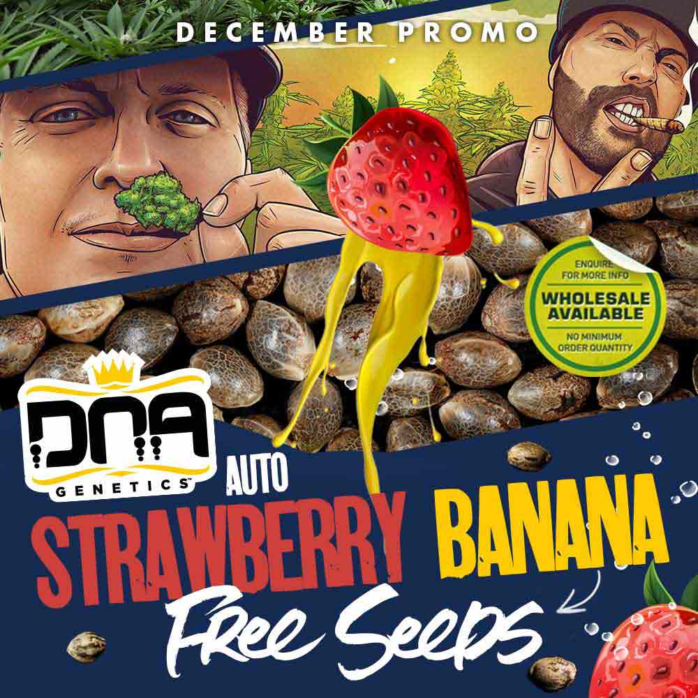 Dec Promo Auto Strawberry Banana