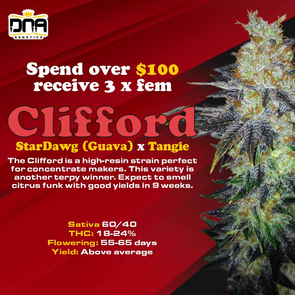 DNA Genetics Free Seed Promo Clifford