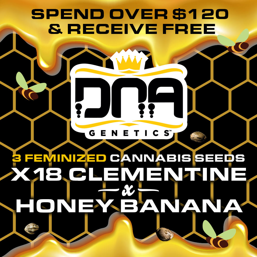 New Honey Banana Crosses Promotion at DNA Genetics