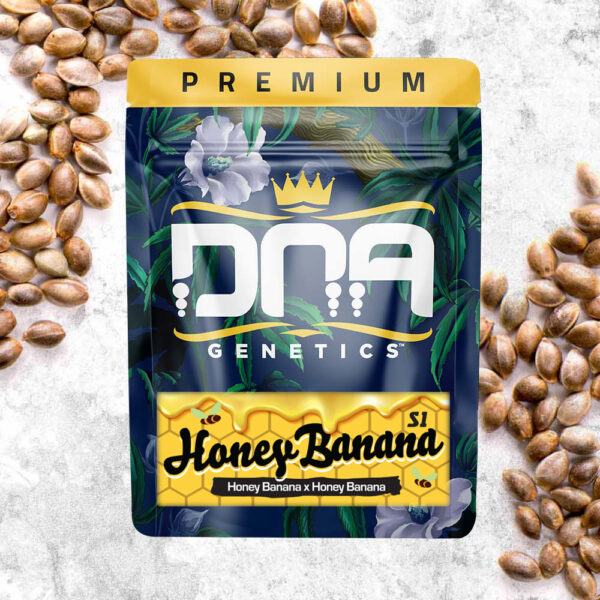 Honey Banana S1 DNA Genetics Cannabis Seeds