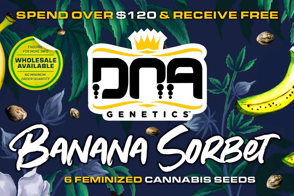 Spend over $120 and receive 6 feminized Banana Sorbet Seeds FREE!