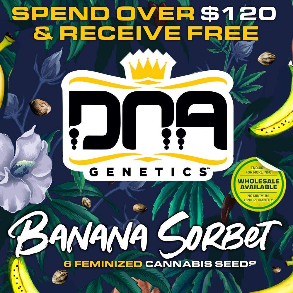 Free Banana Sorbet Promotion at DNA Genetics