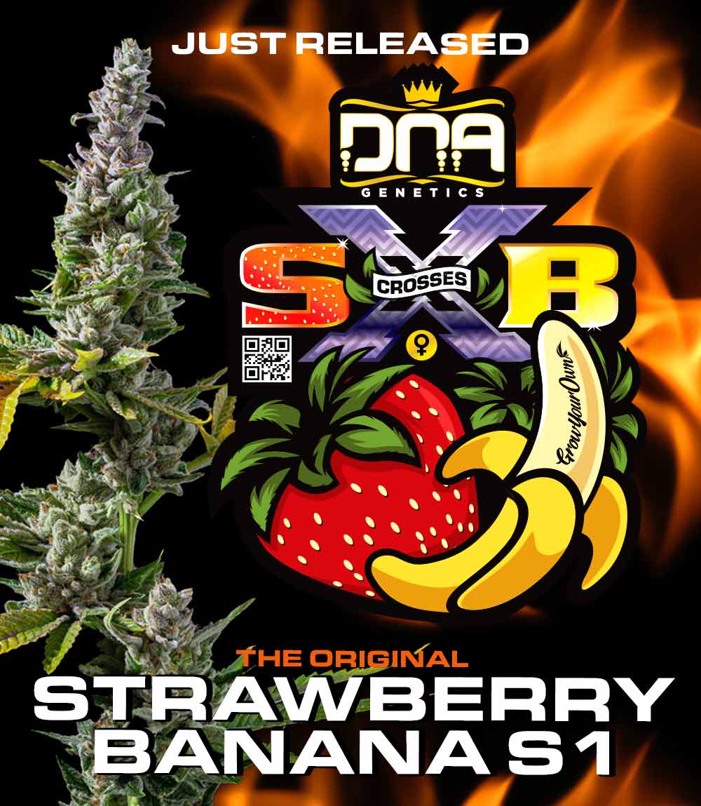 Strawberry Banana S1 Cannabis Seeds are now available to purchase from USA.